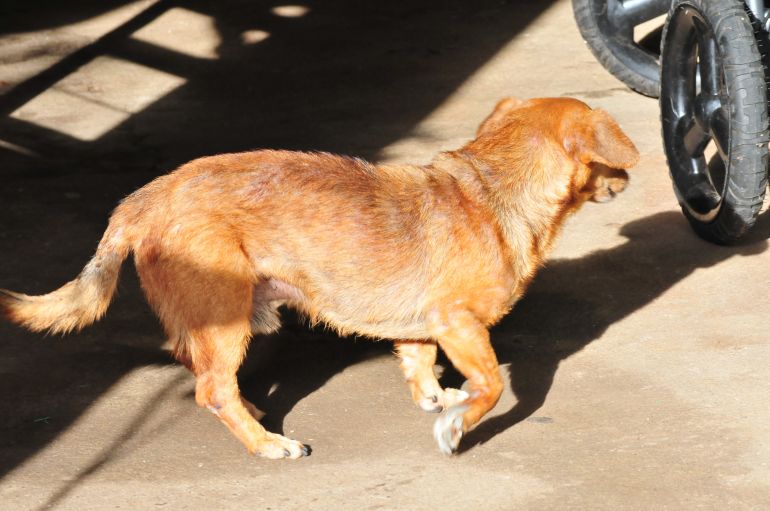 Arquivo - Liminar buscava suspender efeitos de leis que tratam sobre a leishmaniose em cães