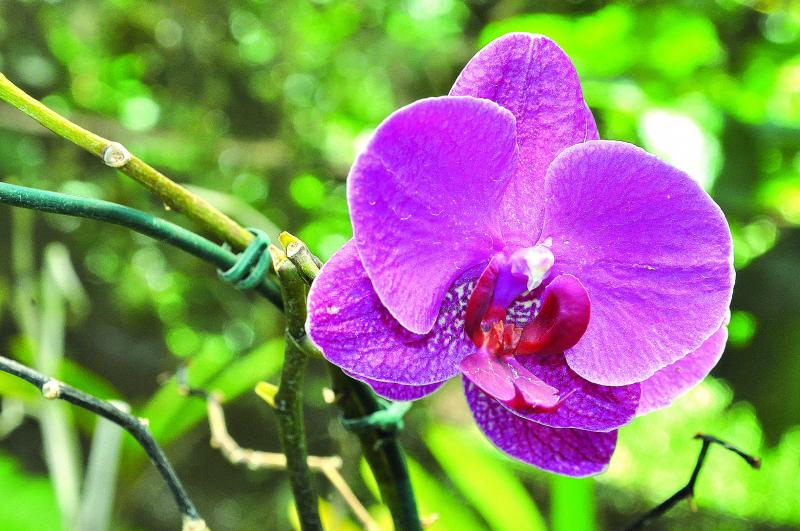 João Paulo Barbosa: Simpósio contribui com o mercado de orquídeas, que movimenta R$ 6 bilhões por ano no Brasil