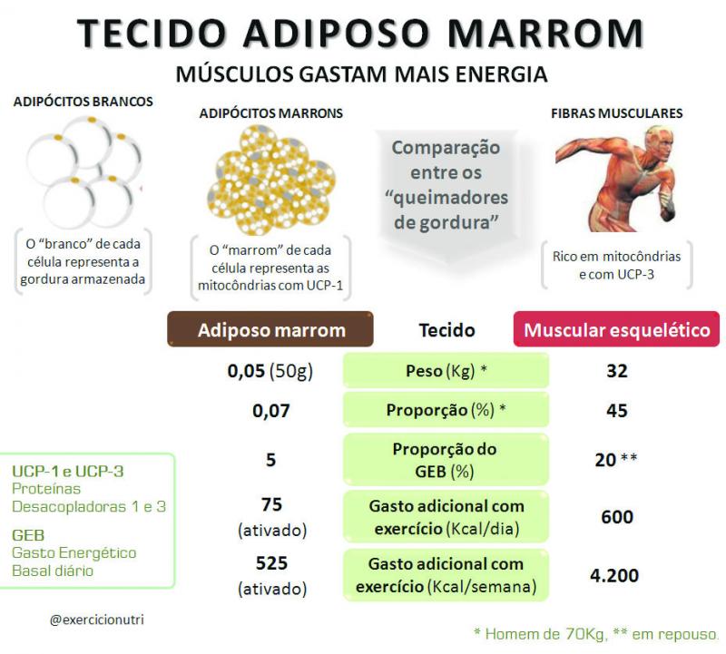 Tecido Adiposo Branco X Marrom O Imparcial Tecido Adiposo Branco X Marrom O Imparcial