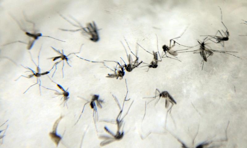 ABr - Aedes aegypti é vetor da dengue, zika vírus e febre chikungunya