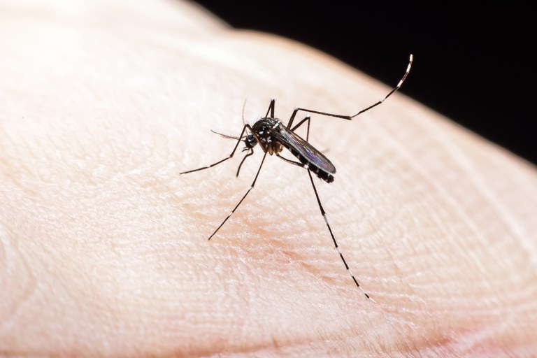 Governo federal -  Primeira morte por dengue em 2020 foi anunciada em março