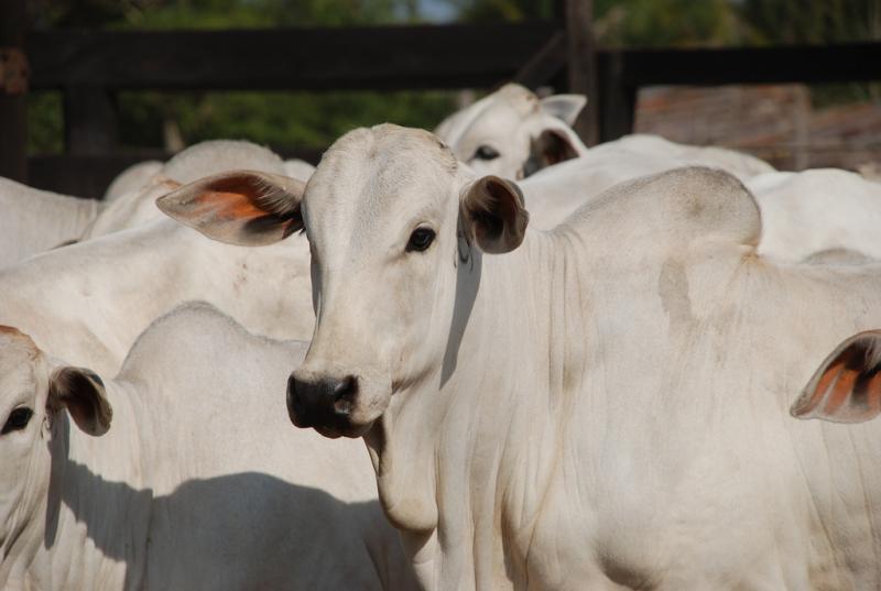 Secretaria Estadual de Agricultura - Não serão exigidas declarações de comprovação da vacinação que impliquem em comparecimento aos escritórios