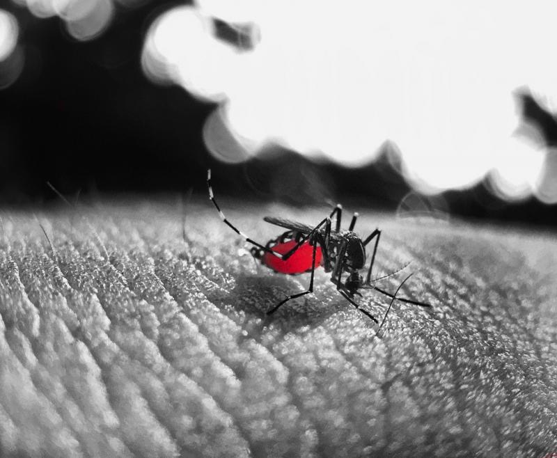 Pixabay - Causada pelo Aedes aegypti, doença também já matou uma mulher de 89 anos e um homem de 60