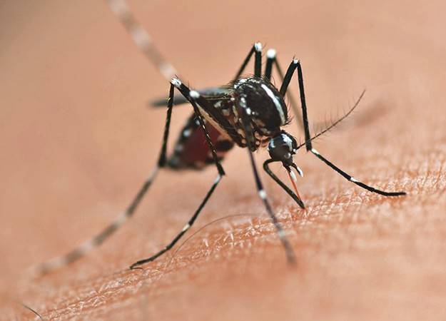 Arquivo - Idoso de 87 anos tinha outras comorbidades, que foram agravadas pela dengue 