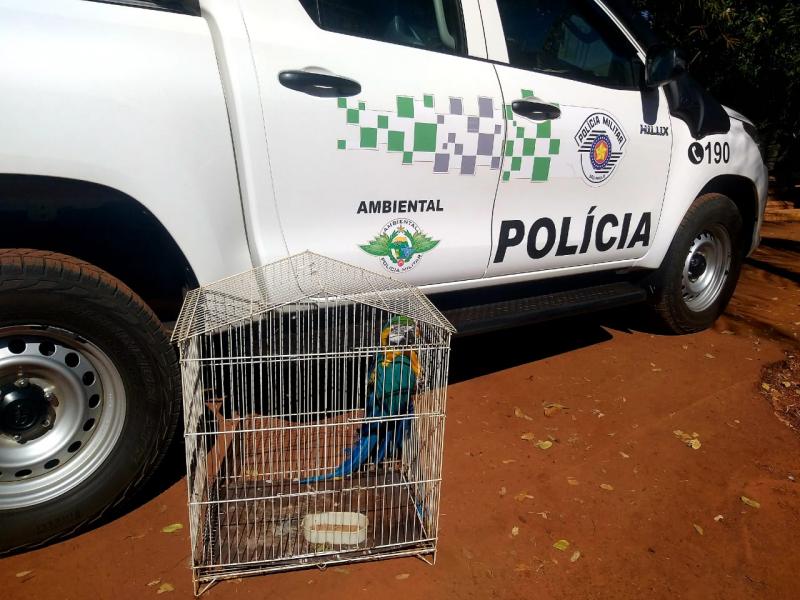  Polícia Militar Ambiental - Animal foi localizado após denúncia