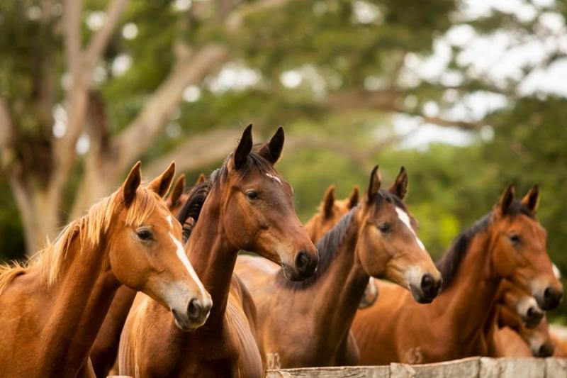 SSP -  Animais também são usados em serviço social pela Polícia Militar