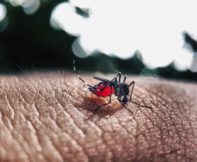 Pixabay - Doença causada pelo Aedes aegypti é mais predominante na área 4, com 661 casos