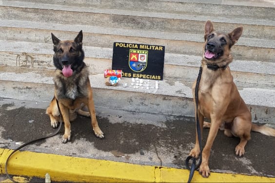 Polícia Militar - Entorpecentes estavam escondidos na residência do acusado