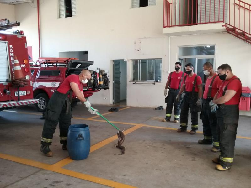 Corpo de Bombeiros - Animal foi levado para a sede da corporação, no Jardim Colina