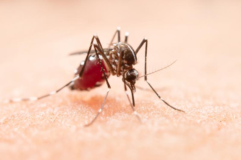Arquivo - Área 4 é a que mais registra casos positivos da doença causada pelo Aedes aegypti