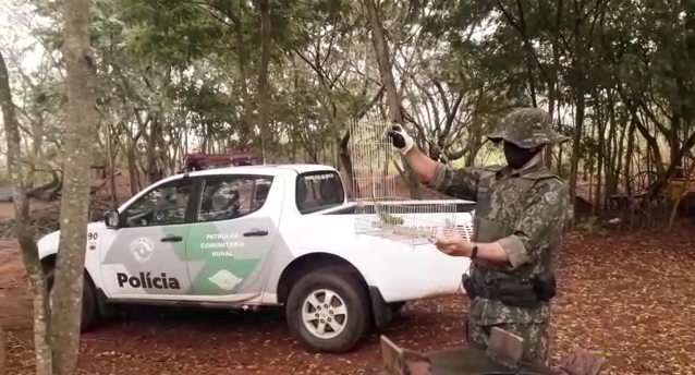 Polícia Militar Ambiental - Periquito foi libertado ontem pela polícia