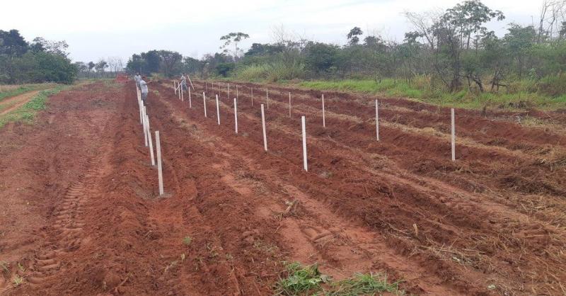 Foto: Djalma Weffort/Cedida - Ao longo dos 20 anos, projeto alcançou o plantio de 1 milhão de mudas