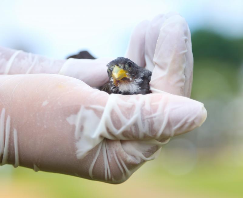 Weverson Nascimento - Aves foram soltas ontem, Dia Mundial do Meio Ambiente