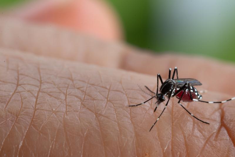 Shutterstock - Novo boletim mostra o avanço da doença causada pelo Aedes aegypti em Prudente
