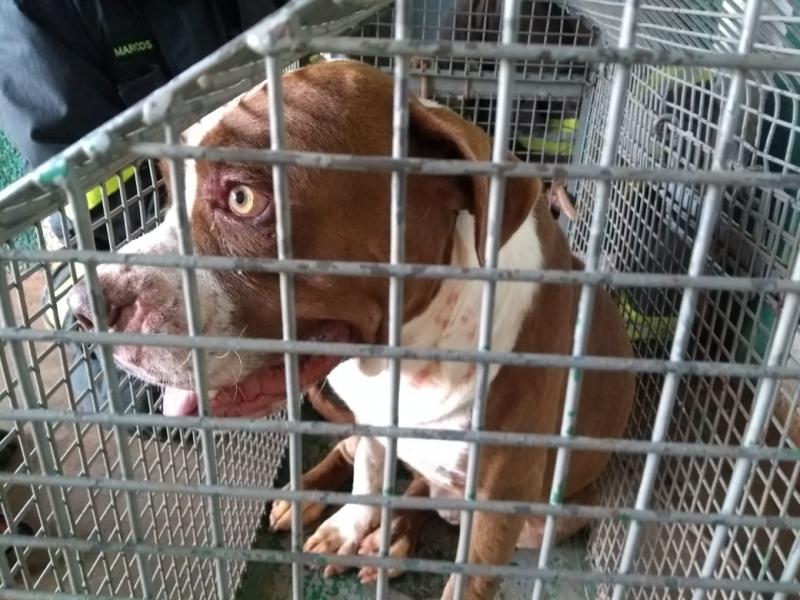 Polícia Militar Rodoviária - Cães escaparam após problemas com a cerca elétrica, afirma dona