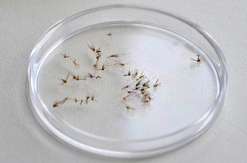 Reprodução - Mosquito-palha se prolifera em locais com sujeira e com umidade