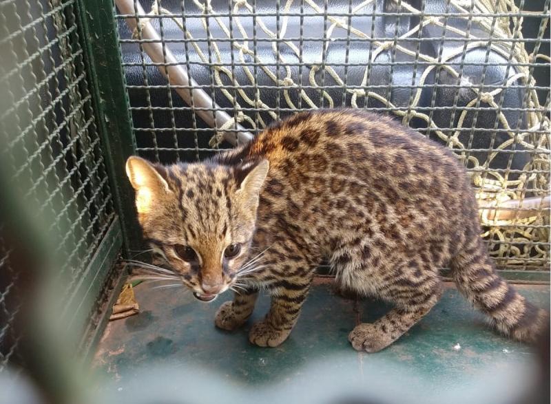  Polícia Militar Ambiental - Animal foi capturado em propriedade rural de Santo Anastácio