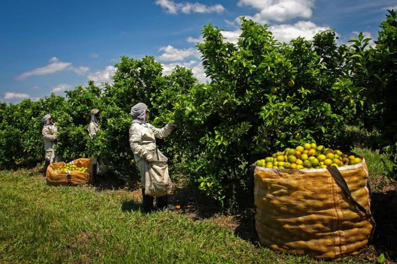 Divulgação/Secretaria de Agricultura e Abastecimento -  Data é lembrada desde 1969 no território paulista