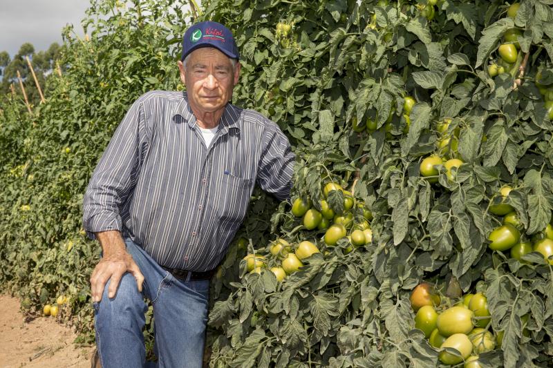 Adriano Kirihara: Paulo Grotto, de Presidente Prudente, em sua plantação de tomates no Vale do Ribeira: “clima da região favorece essa cultura”
