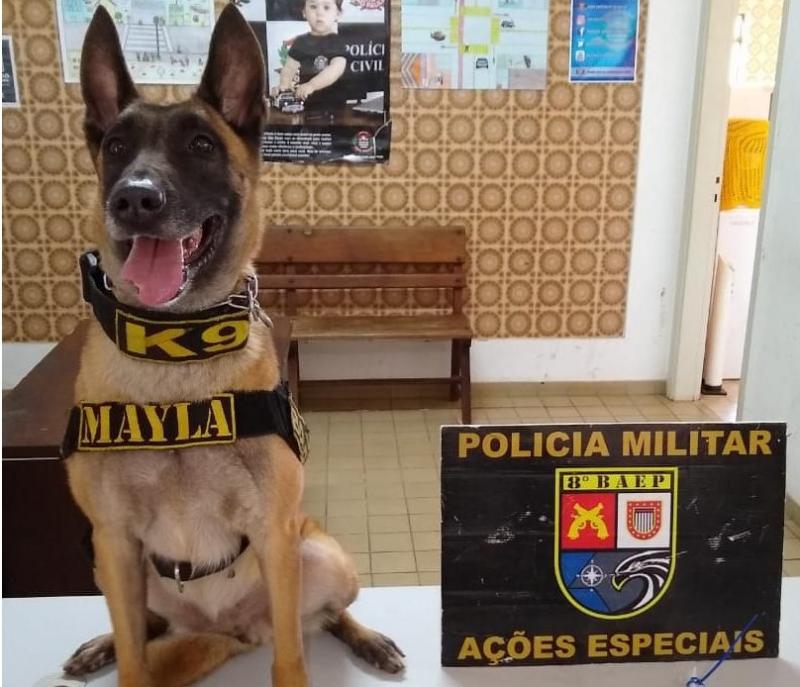 Polícia Militar - Cadela Mayla pertence ao Canil do 8º Baep