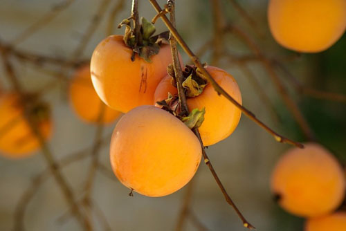 Secretaria de Agricultura e Abastecimento -  Frutas possuem diversos nutrientes que fortalecem o corpo