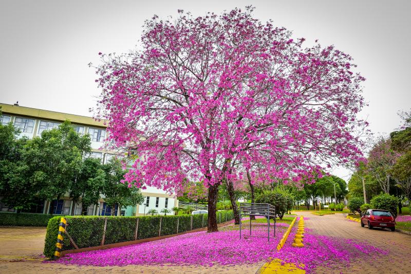 Ector Gervasoni - Espécies necessitam de baixa temperatura e maior estiagem para estimular a floração