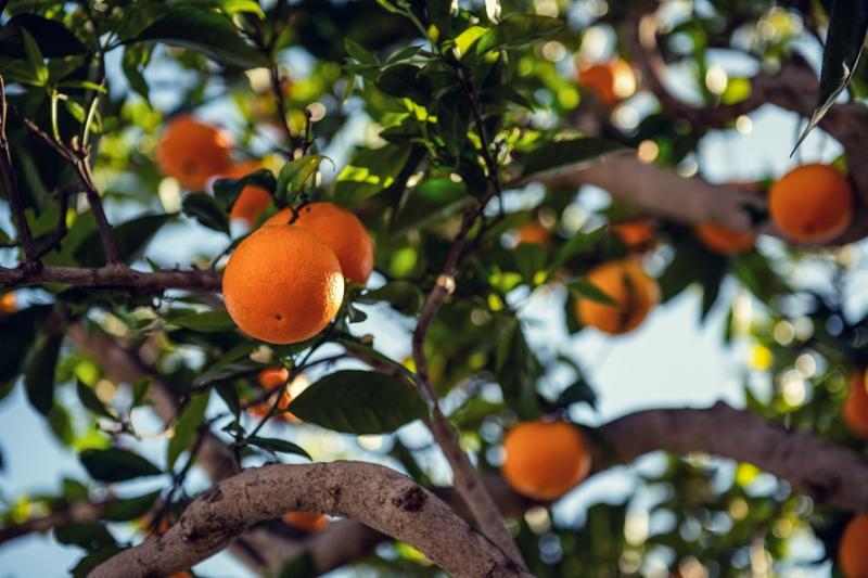 Governo de SP -Deixar de entregar ou informar inspeções e eliminações de plantas resulta em multa