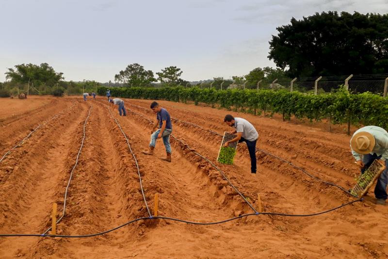 Cedida - Instalação de experimentos de batata-doce por integrantes do Ceofop