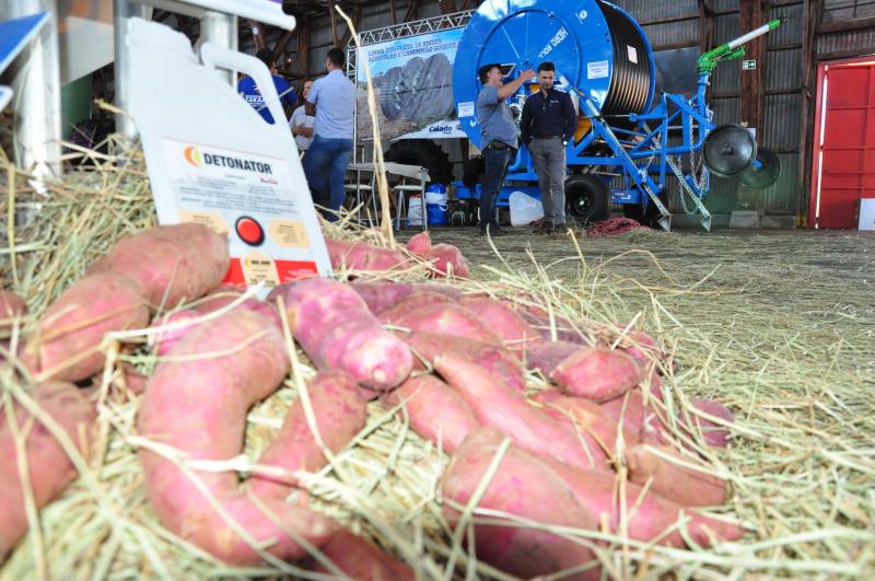 Arquivo - Prudente sedia feira tecnológica dedicada à batata-doce desde 2018