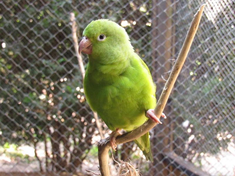 Cidade da Criança - Aves resgatadas não possuem hábitos selvagens, como busca pelo alimento ou fuga de predadores