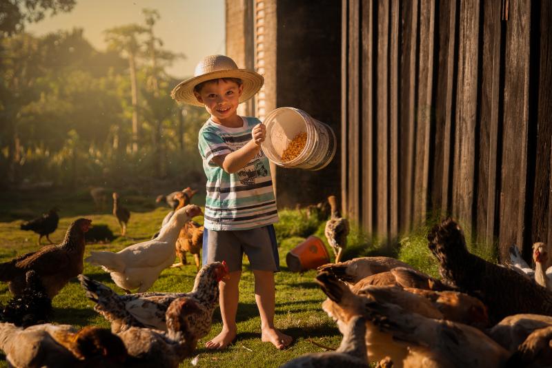 Camille Matsuno - Flagrante de Camile Matsuno, que fotografou o pequeno Samuel Rotta, de 3 anos, alimentando as galinhas no Sitio Santa Luzia, em Álvares Machado