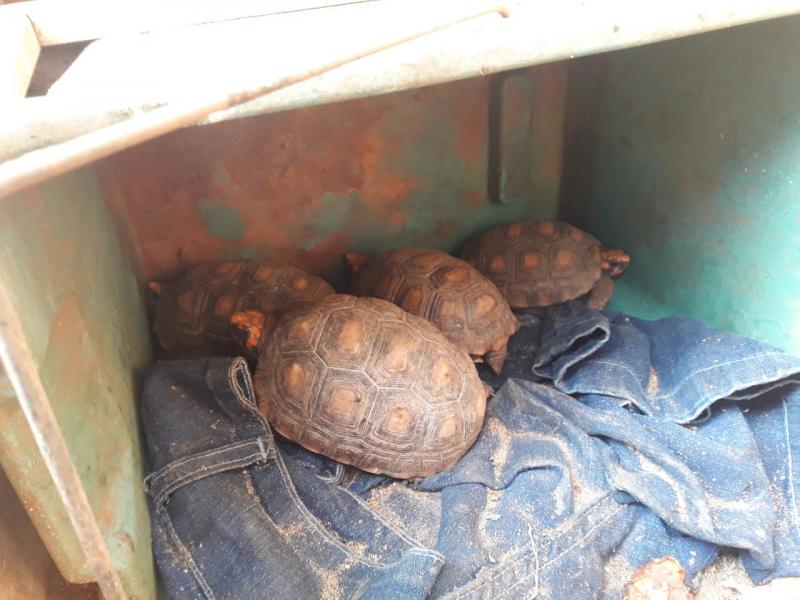 Polícia Militar Ambiental - Animais foram localizados em imóvel na Vila Palmira