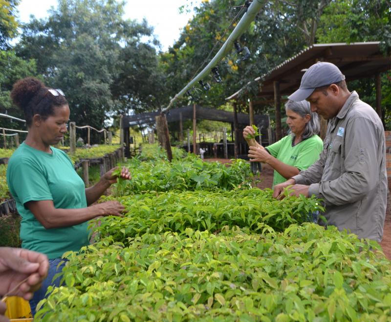 Laurie Hedges/Cedida - Anualmente, oito viveiros comunitários no Pontal produzem 1 milhão de mudas nativas e renda