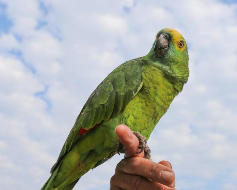 Weverson Nascimento -  Papagaio “Lourinha” reside com a família há 24 anos 