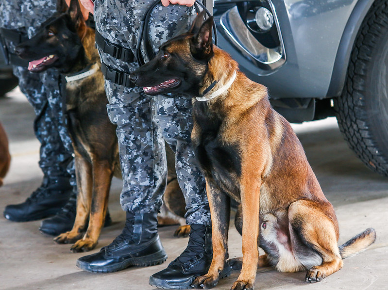 Governo de SP -  Animais já vieram treinados e preparados para a incorporação