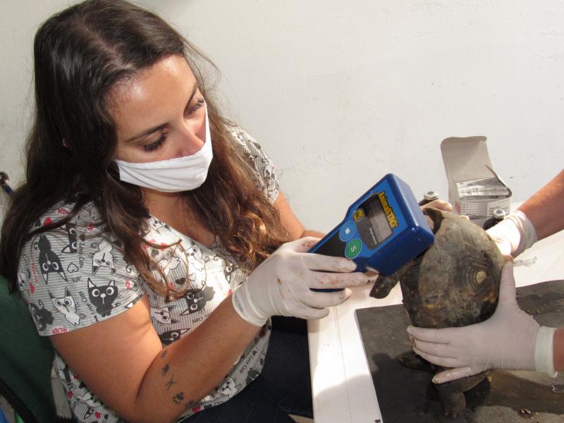 AI da Cidade da Criança - Objetivo do check-up é prevenir enfermidades e constatar possíveis alterações de saúde nos animais