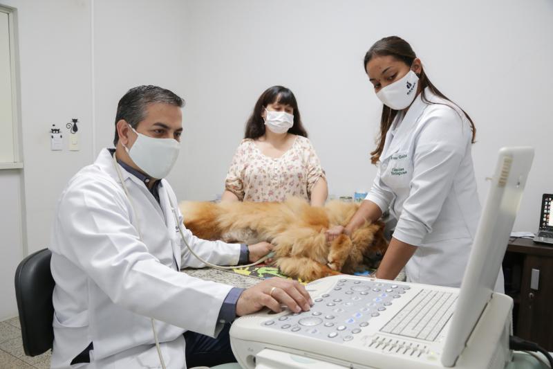 Weverson Nascimento - Exames de imagens fazem parte do check-up necessário aos animais de estimação 