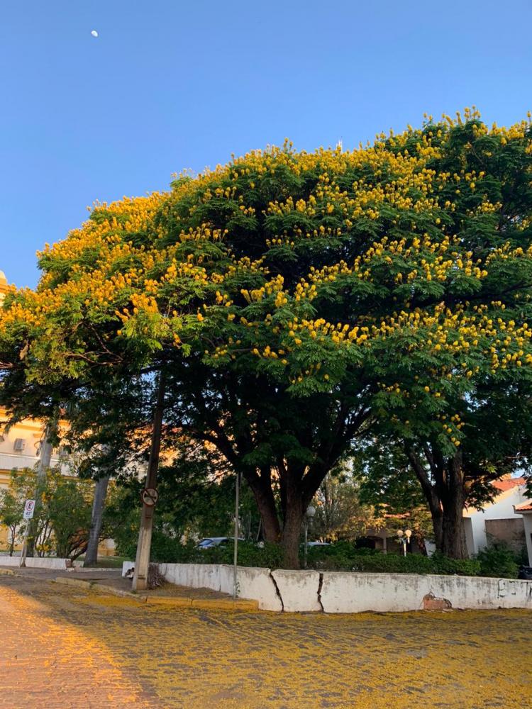  Duda Martins - Além de embelezar as cidades, as árvores floridas se relacionam ecologicamente com a fauna  