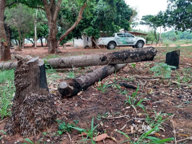 Polícia Militar Ambiental - Polícia Militar Ambiental constatou o corte e envenenamento de 37 árvores nativas