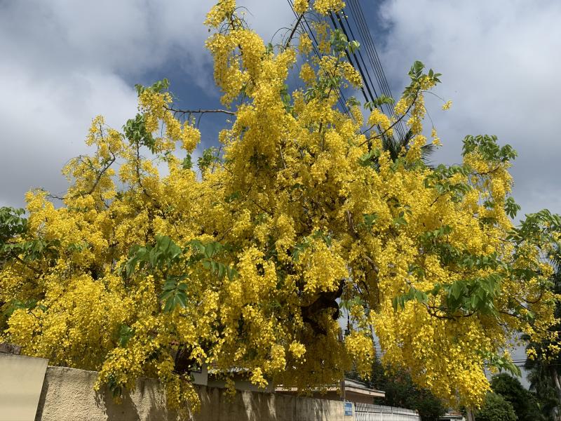 Uma planta magnífica, nativa do Brasil, que produz grande quantidade de cores amarelas de cor viva