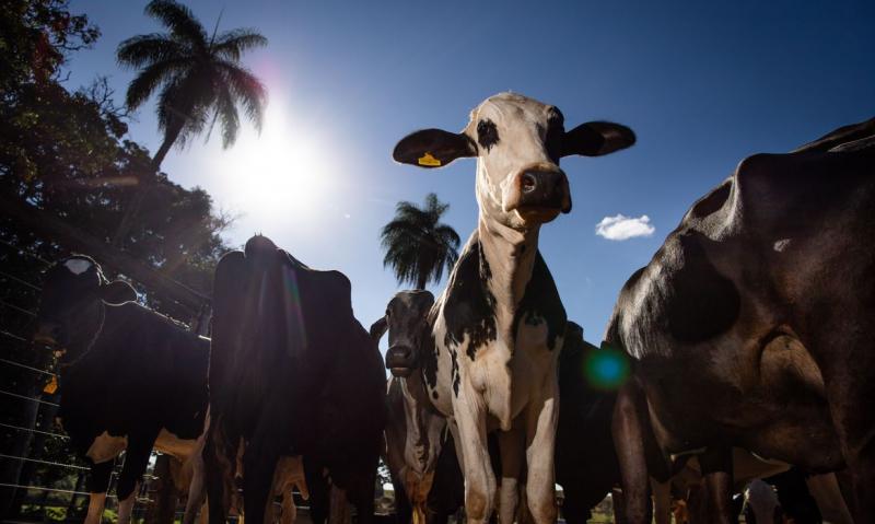 CNA/Wenderson Araújo/Trilux - Dados parciais da 1ª etapa da vacinação, divulgados em setembro, apontou cobertura vacinal em 97,81%