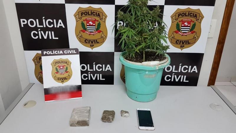 Polícia Civil - Planta que dá origem à maconha foi apreendida em um dos endereços