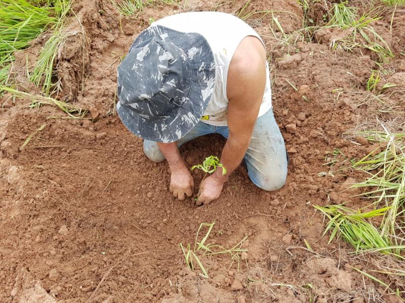 Arquivo - População pode contribuir com a arborização da cidade