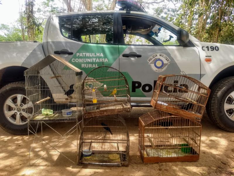Cedida Polícia Militar Ambiental | Aves foram soltas na natureza