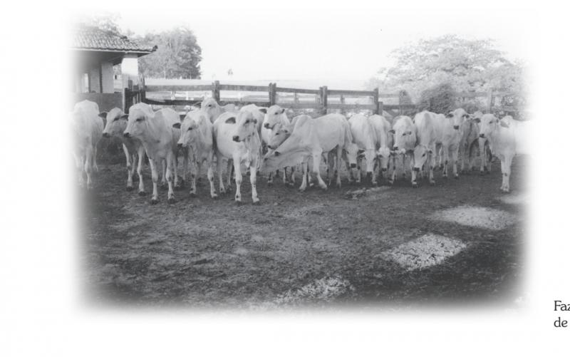 Fazenda Rozas - criação de bezerros Nelore