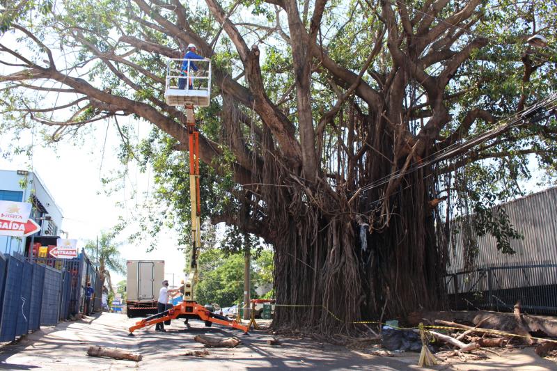 Por conta da altura da árvore, foi necessário o auxílio de uma plataforma elevatória