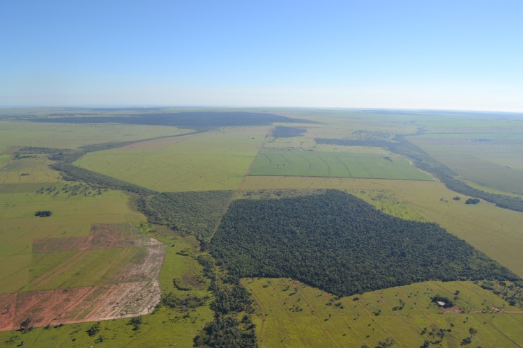 Projeto busca reconectar as florestas fragmentadas na região por meio de corredores verdes