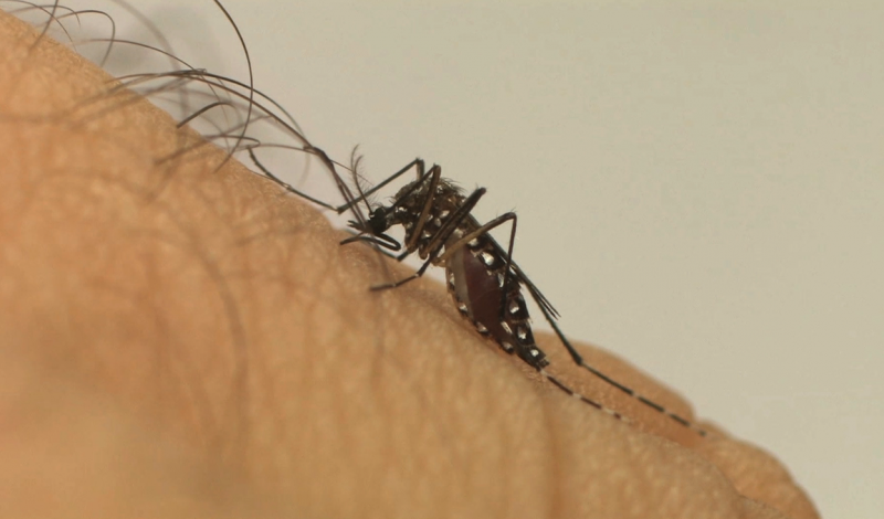 Calor intenso propícia a proliferação do Aedes Aegypti