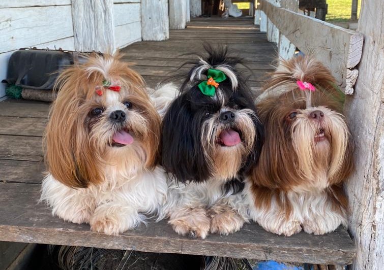 Barulho e brilho dos fogos estressam os cachorros