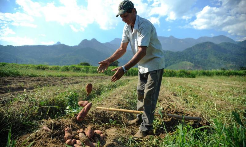 Todo produtor que realizou venda de produtos agropecuários em 2020 deve efetuar declaração